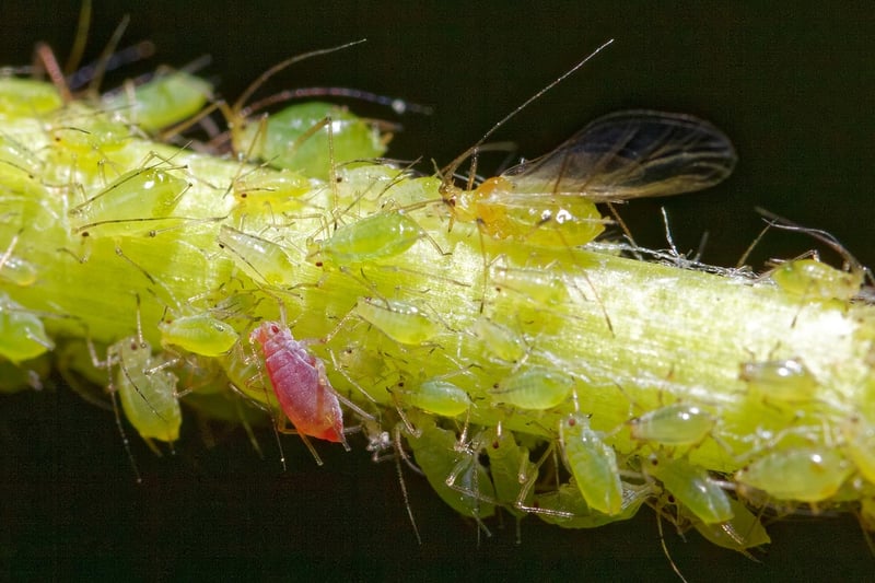 Aphids on a plant